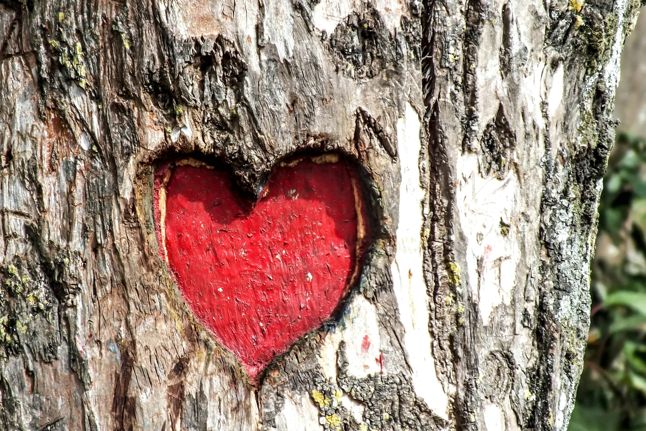 Tree trunk with a heart shape carved and painted red into its bark.