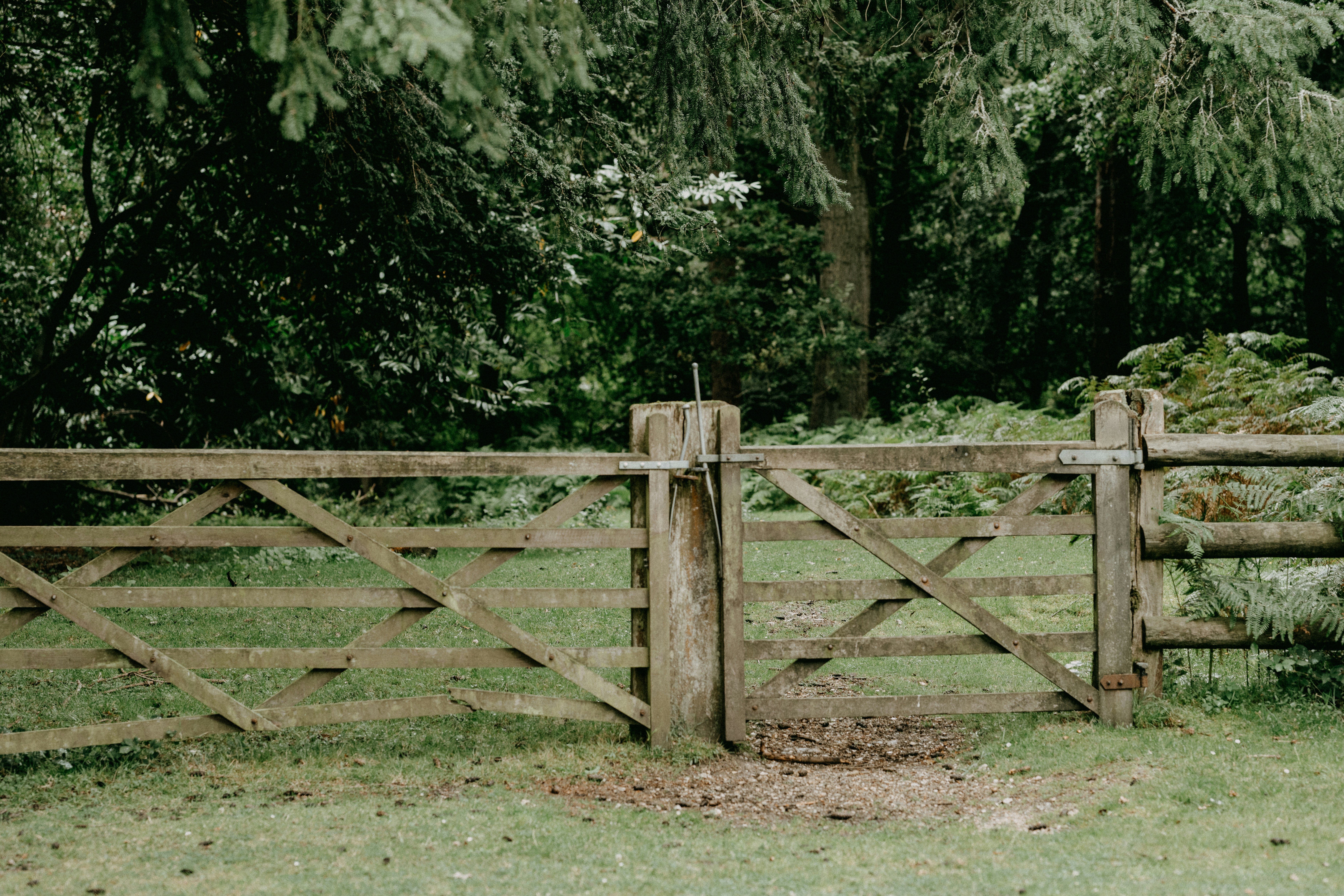 A wooden fence gate stands closed in a lush, green forest setting.