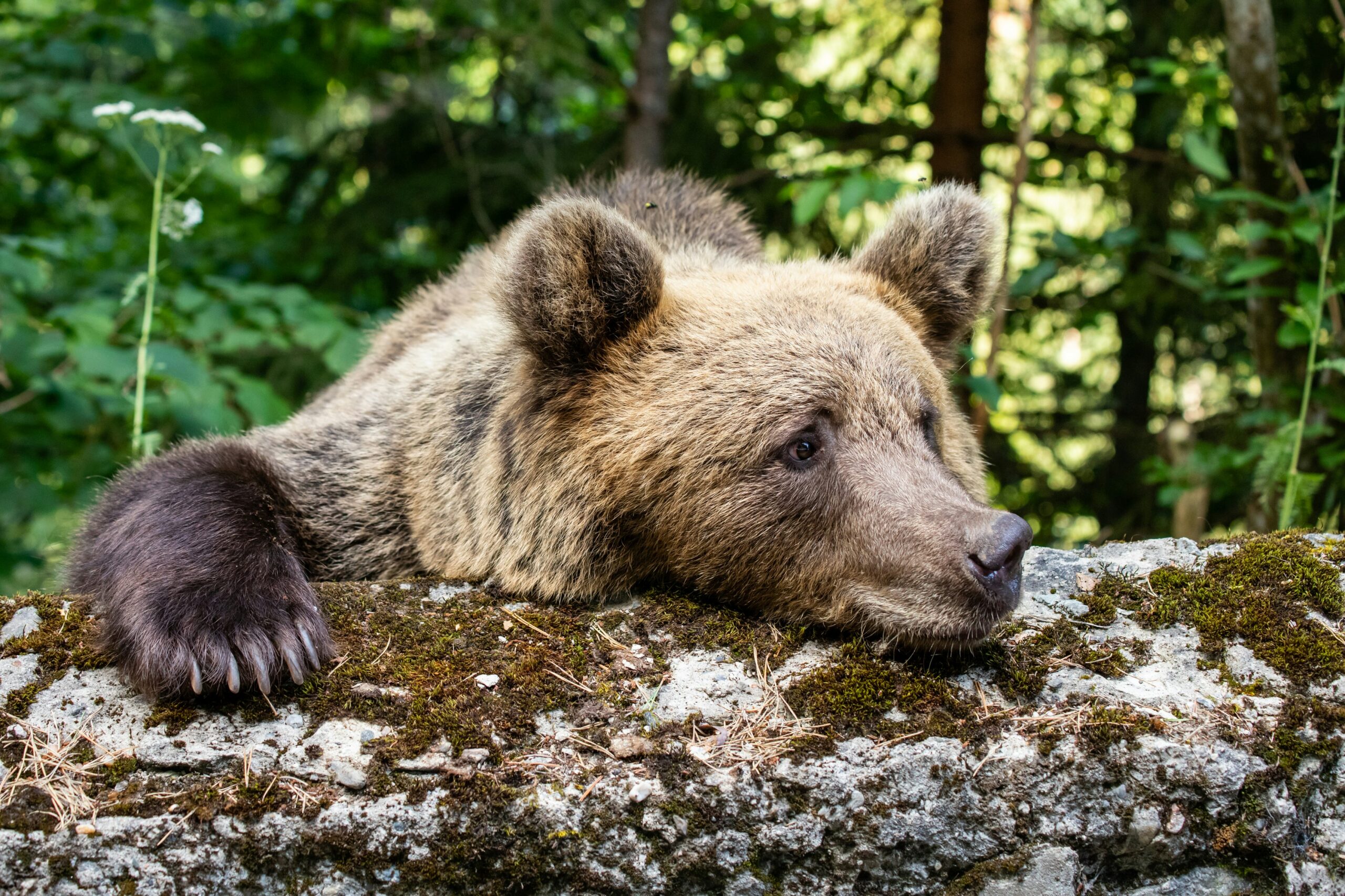 A brown bear rests its head and front paw on a mossy rock in a forested area during daylight.