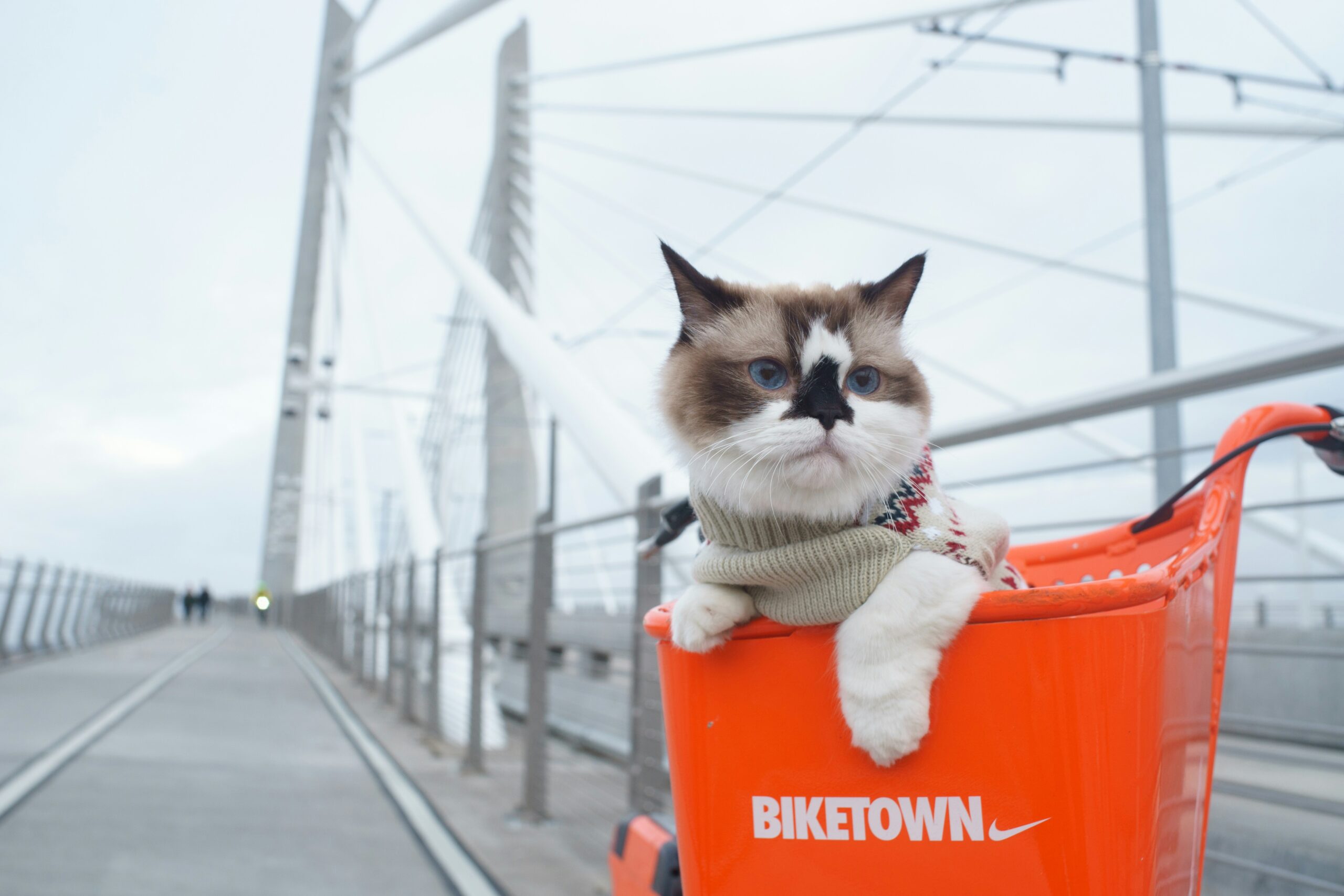 A cat wearing a sweater sits in the basket of an orange BIKETOWN bike on a bridge with cables and railings.